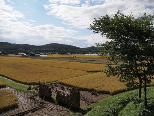 日本における農業ビジネスの課題と背景