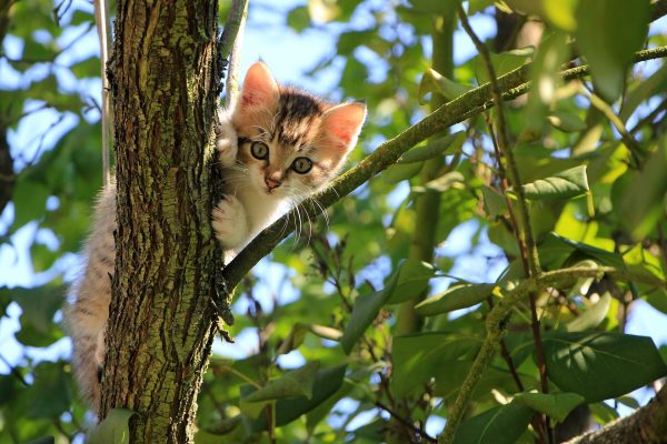 ドローンで撮影した動物園の動物たち